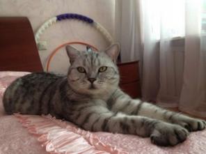 Потерялся кот