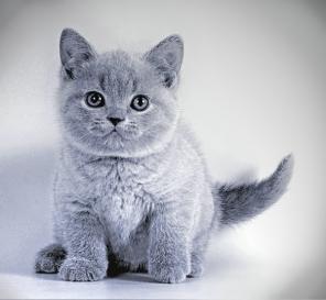 Британские котята