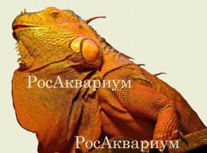 Террариумы для игуаны изготовление и продажа