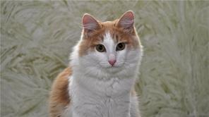 Солнечный кот Персик ищет свой дом. В дар.