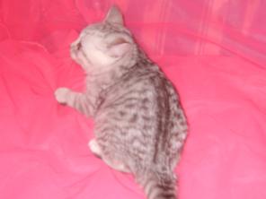 Котик скоттиш страйт Вискасного окраса