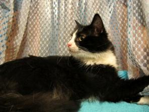 Котик Марсель