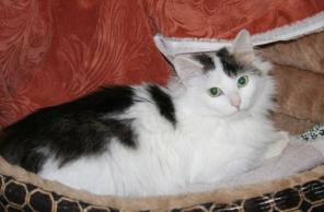 Кошка Люся