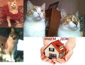 Нюся и Вася ищут дом
