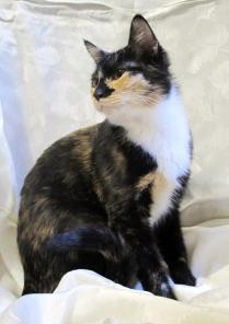 Кошечка Огонек