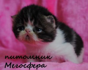 Экзотические короткошерстные котята