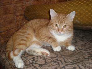 Cолнечно-рыжий котик Пифагор в добрые руки