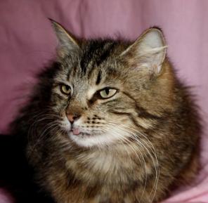 Кошка Миранда