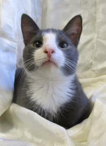 Котик Мышастик
