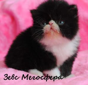 Котик персидский