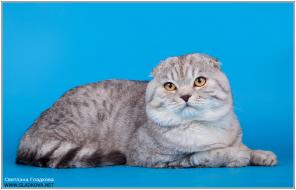 Вислоухий кот для вязки
