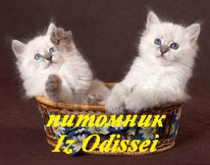 НЕВСКИЕ маскарадные котята от ЧЕМПИОНОВ МИРА!