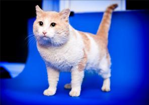 Котик Пончик ищет дом. Обладатель полосатого хвоста, персиковых ушек