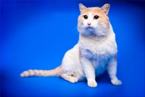 Котик Пончик ищет дом. Обладатель полосатого хвоста, персиковых ушек