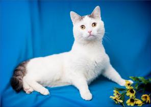 юный добрый котик Ванюша Пастилкин в дар