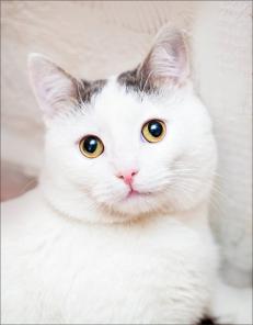 юный добрый котик Ванюша Пастилкин в дар
