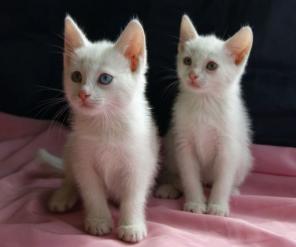 Замечательные котята 2 мес абсолютно бесплатно