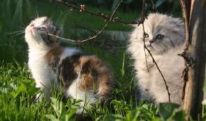 Шотландские вислоухие котята, хайленд фолд