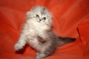 Шотландские вислоухие котята, хайленд фолд