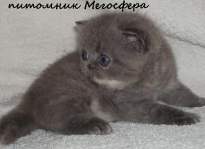 Экзотическая кошечка
