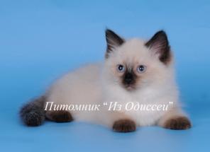 Невская Маскарадная кошечка Фантазия Из одиссеи!!!