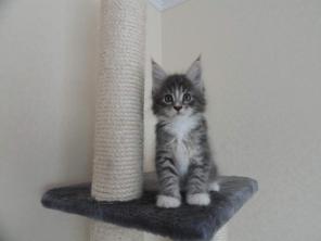 Продажа элитных котят