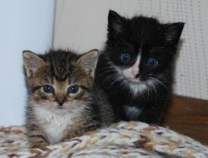Котята в дар лучшим хозяевам