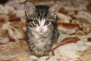 Отдам даром котят в ответственные руки
