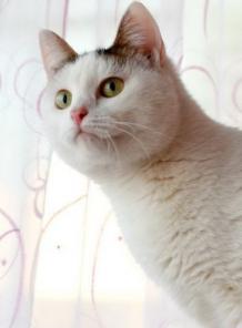 Чудик, молоденький кот, 10 мес,кастрирован, в добрые руки, в дар.