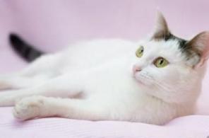 Чудик, молоденький кот, 10 мес,кастрирован, в добрые руки, в дар.