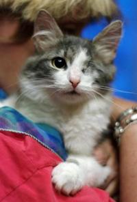Абигаль котенок с одним глазиком для самых добрых людей