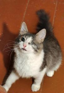 Абигаль котенок с одним глазиком для самых добрых людей