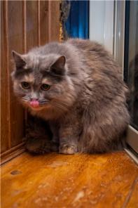 Шикарная кошка Бель ищет свой дом. В дар.