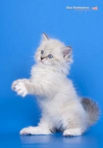 Котята невские маскарадные