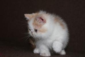 Экзотические и персидские котята
