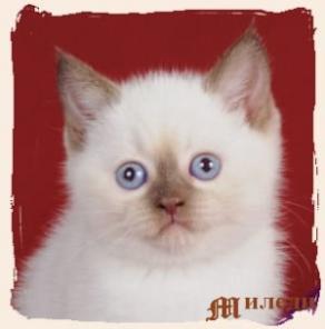 Шотландская кошечка