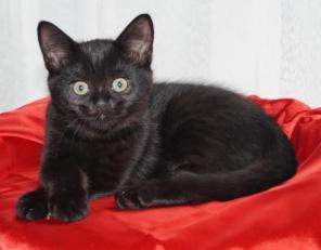 Шотландские прямоухие котята