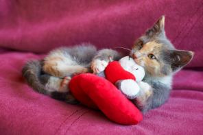 Котенок редкого окраса в дар
