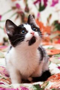 Котенок Апрелька в добрые руки!