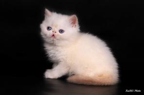 Экзотические короткошерстные котята