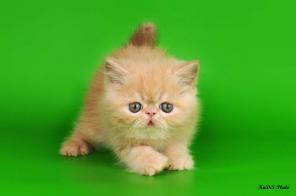 Экзотические короткошерстные котята