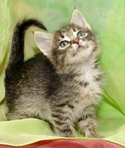 Котенок супер-нежная девочка Мушка 3 месяца в дар!