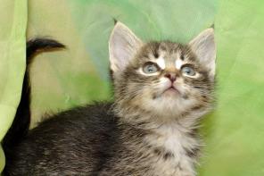 Котенок супер-нежная девочка Мушка 3 месяца в дар!