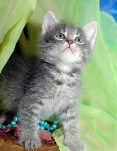 Симпатичная котенок-девочка Тёма ищет дом!