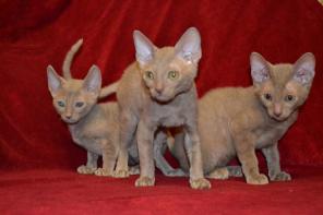 Изумительные котята корниш рекса
