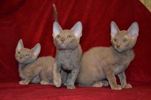 Изумительные котята корниш рекса