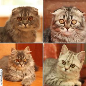 Вислоухие котята для любителей шотландских кошек