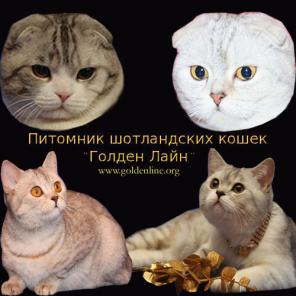 Вислоухие котята для любителей шотландских кошек