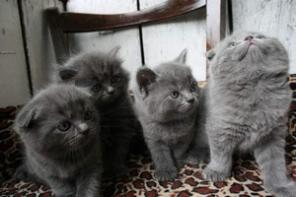 Котята Шотландские прямоухие и вислоухие