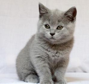 Британский котенок